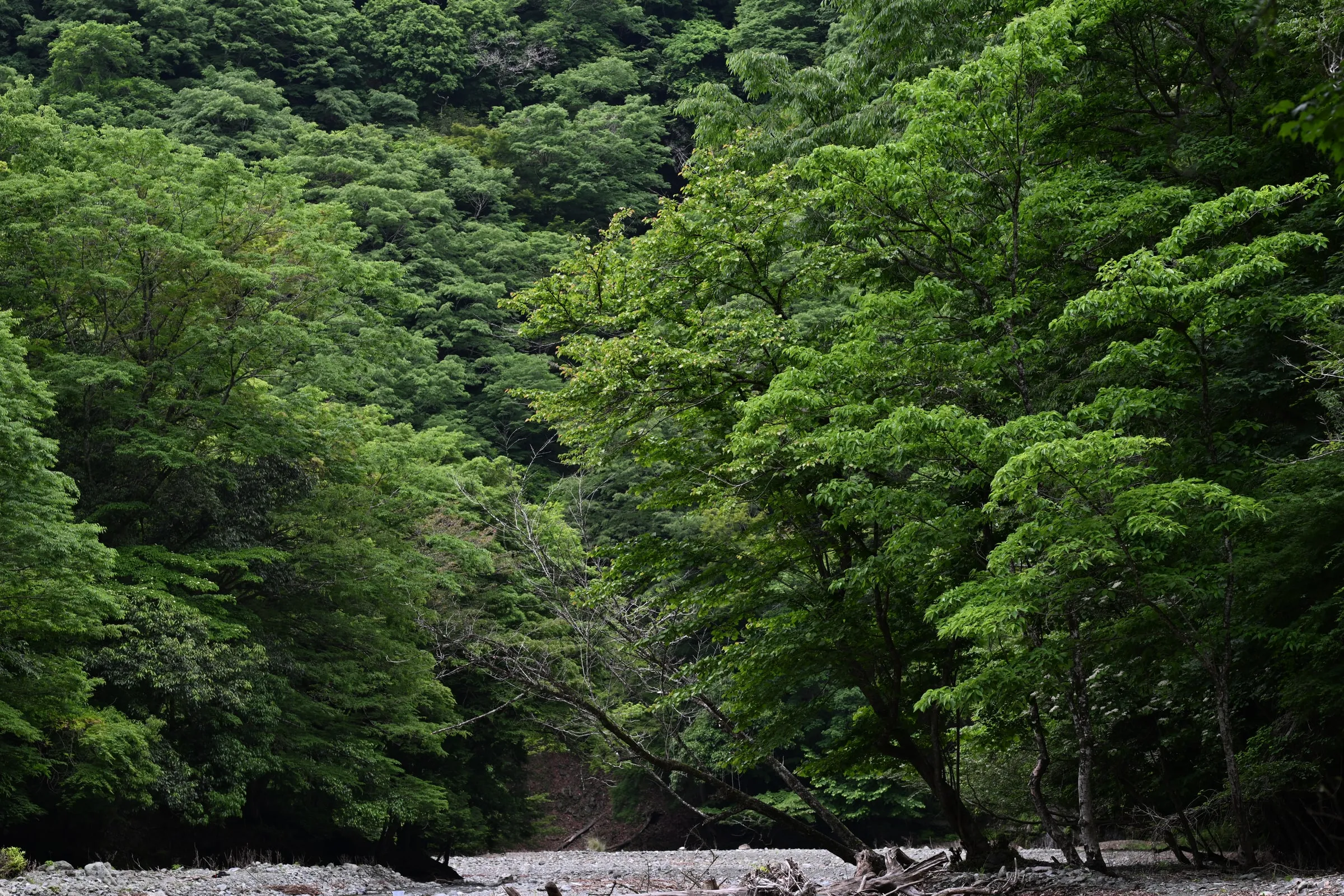 木々に囲まれた川と河原の風景